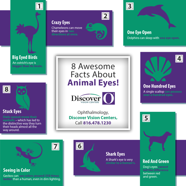 8 Awesome Facts About Animal Eyes! Shared Info Graphics