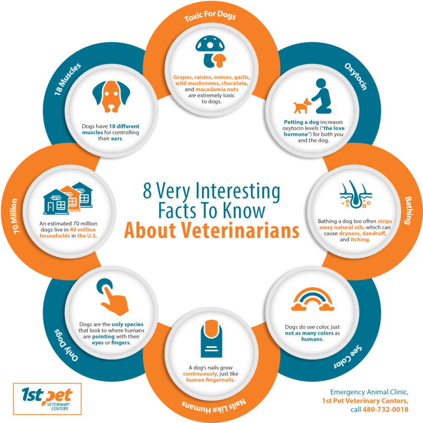 8 Very Interesting Facts to Know About Veterinarians Shared Info Graphics