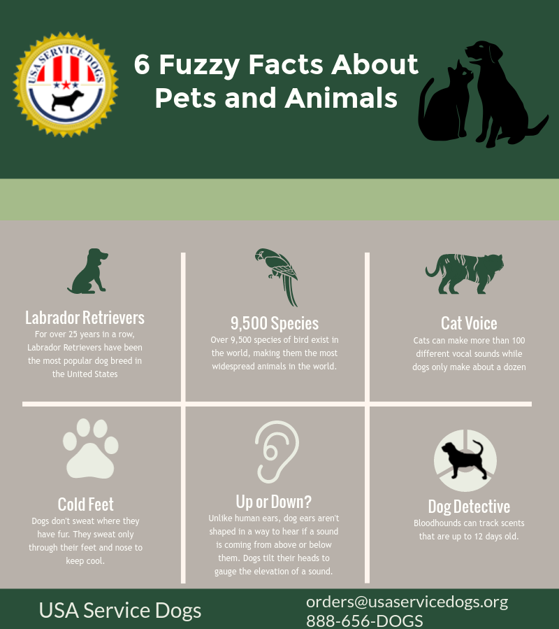 interesting facts about service dogs