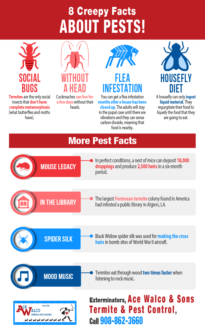 8 Creepy Facts About Pests! | Shared Info Graphics