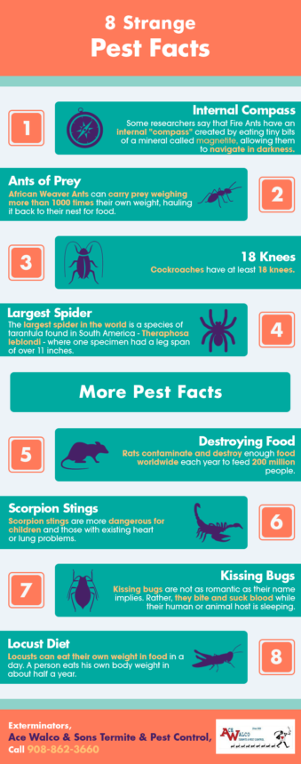 8 Strange Pest Facts | Shared Info Graphics