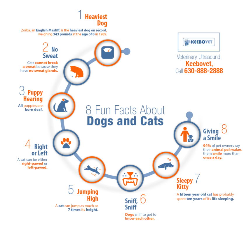 8-fun-facts-about-dogs-and-cats-shared-info-graphics