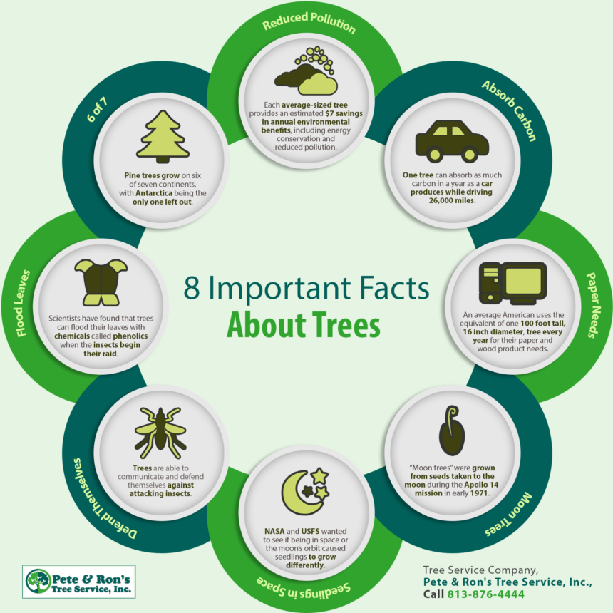 8 Important Facts About Trees | Shared Info Graphics