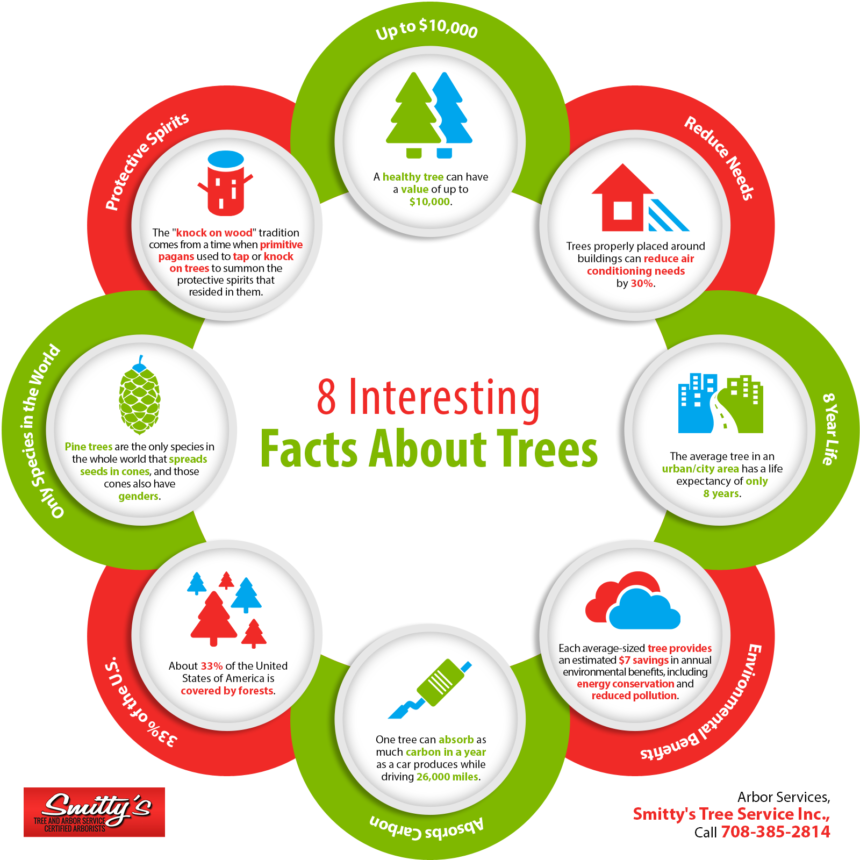 8 Interesting Facts About Trees | Shared Info Graphics